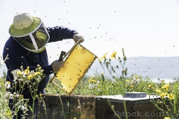 Вопросы донских пчеловодов обсудят на законодательном уровне