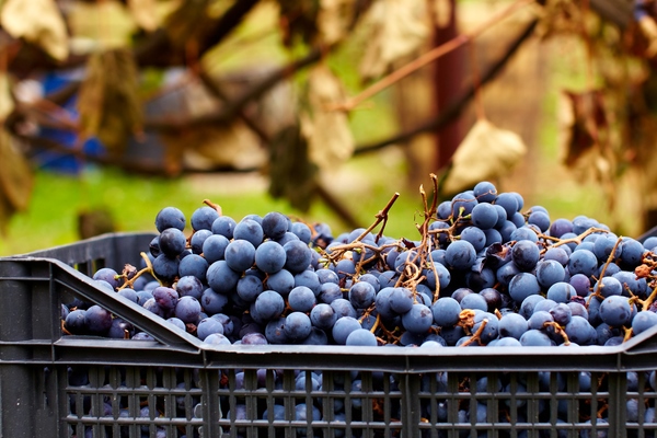 О секретах хранения винограда рассказали в Россельхозцентре